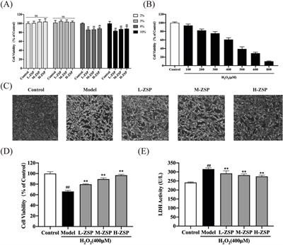 Zhachong Shisanwei pill drug-containing serum protects H2O2-Induced PC12 cells injury by suppressing apoptosis, oxidative stress via regulating the MAPK signaling pathway